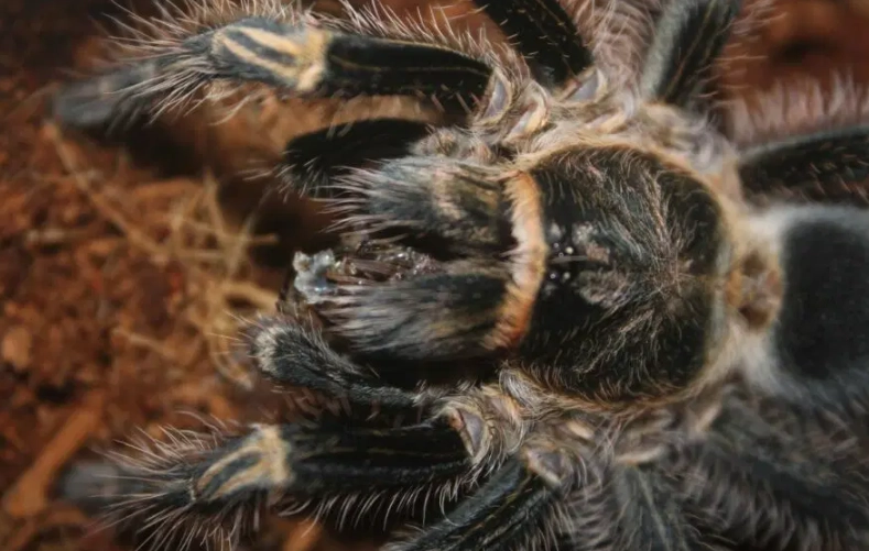 dream interpretation tarantula