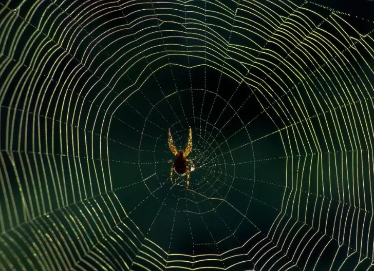 dream interpretation