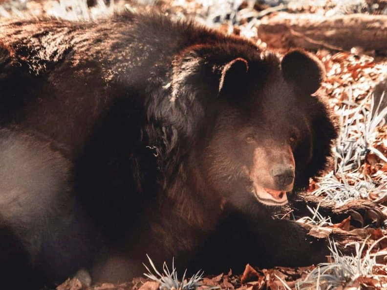 dreaming of a black bear