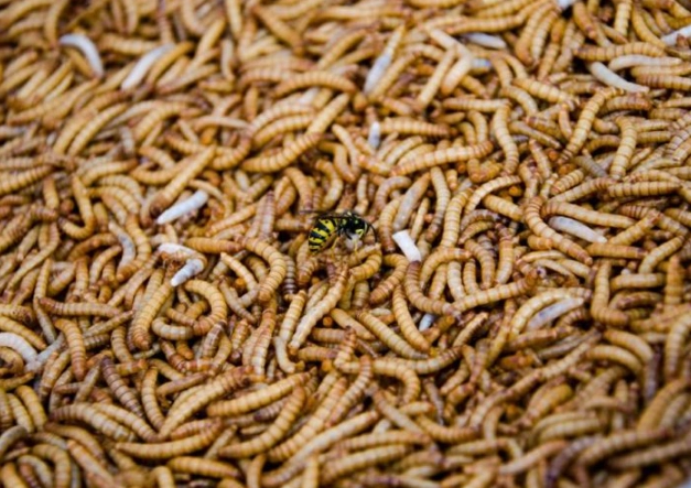 maggots in dream interpretation
