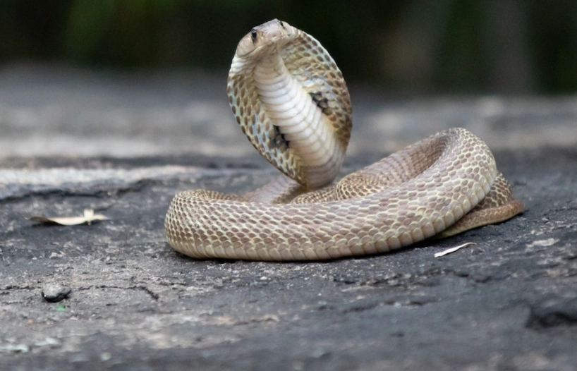 snake bite dream interpretation