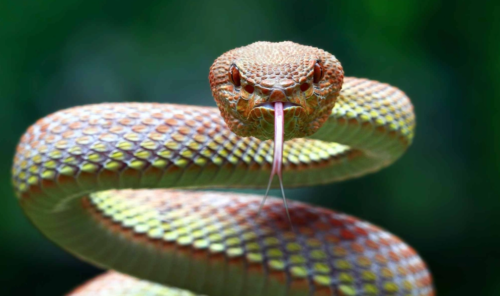 dream about snake bite