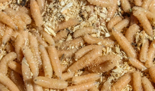 maggots in dream interpretation