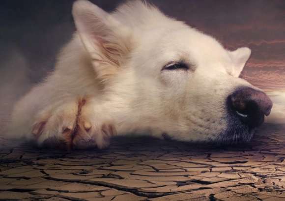 dog dream meaning