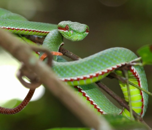 snakebite dream meaning