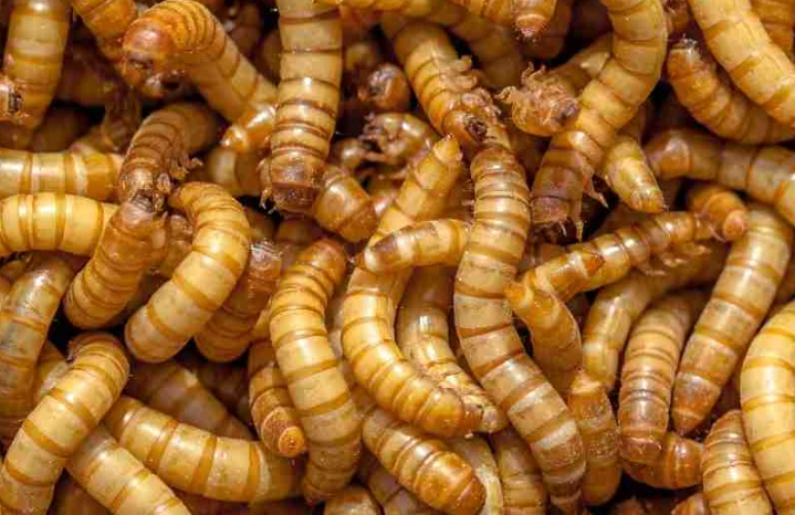maggots in dream interpretation
