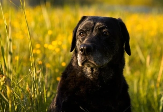 dreaming of a black dog
