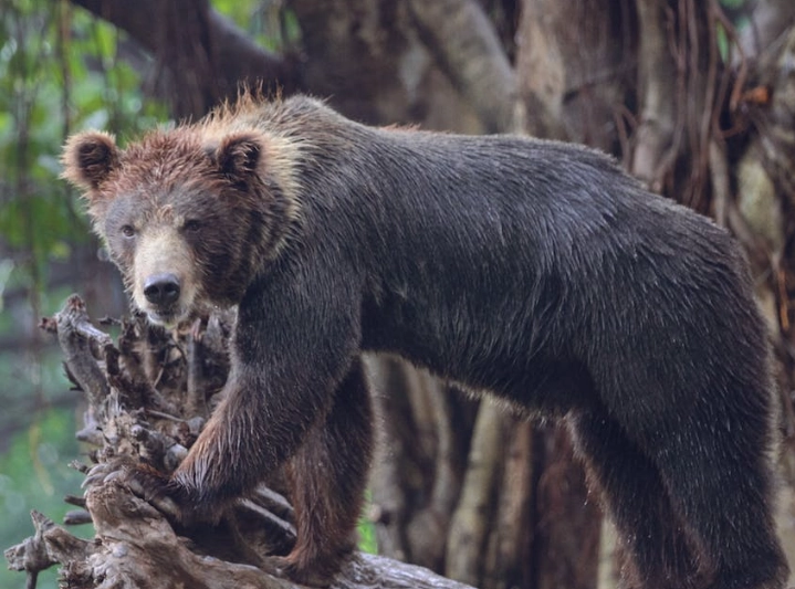 bear dream interpretation