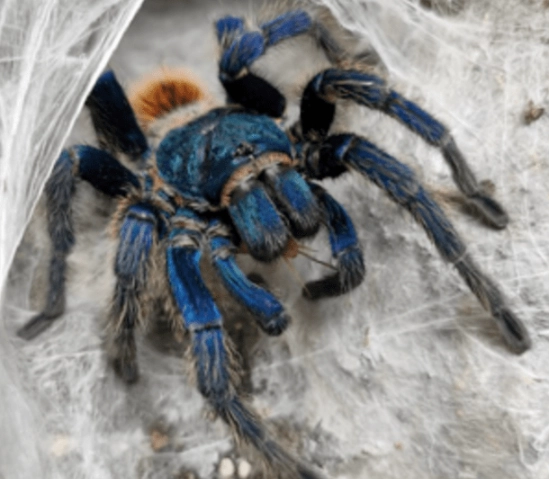 tarantula dream interpretation