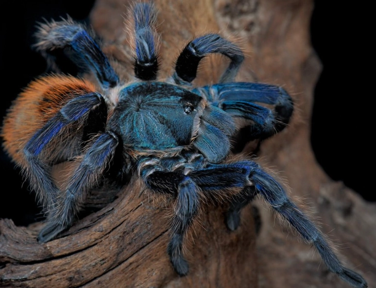 dreaming of tarantulas meaning