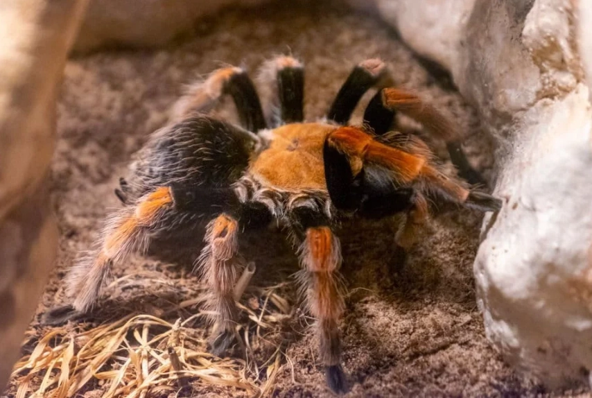 tarantula dream meaning