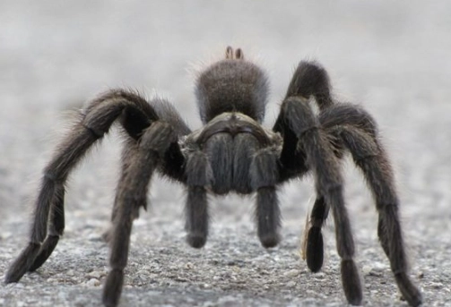 spider dream interpretation