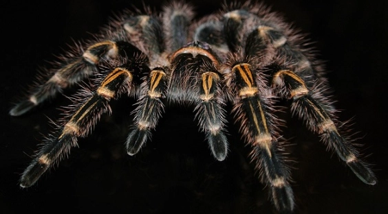 spider dream interpretation