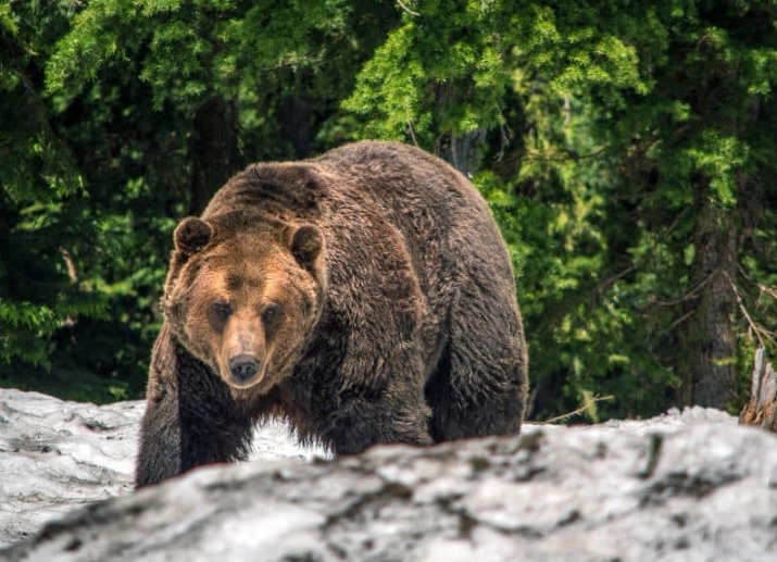 dream of bear attacking me