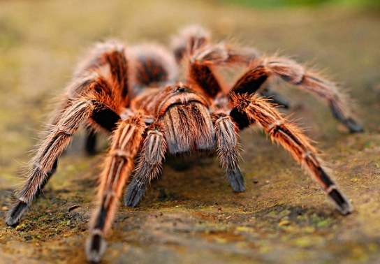 tarantula dream meaning
