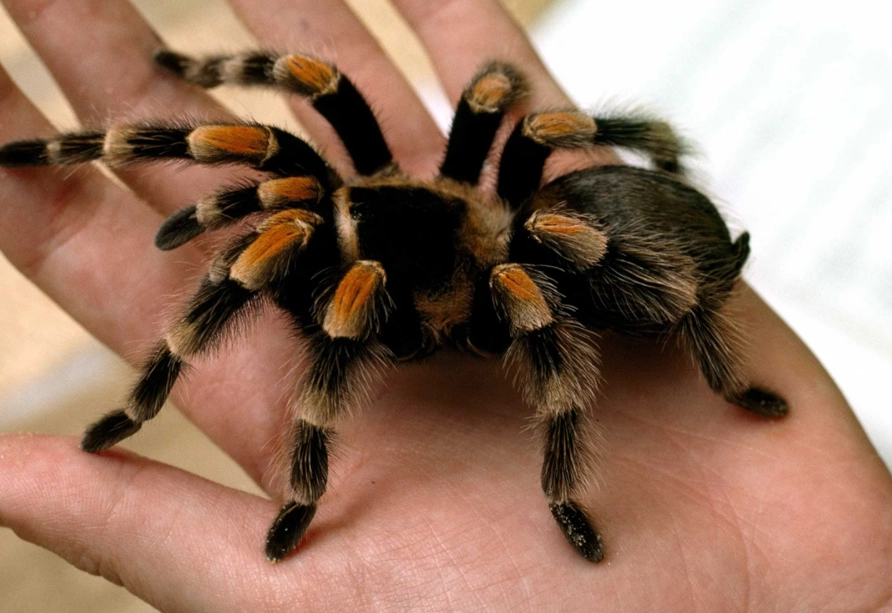 tarantula dream interpretation