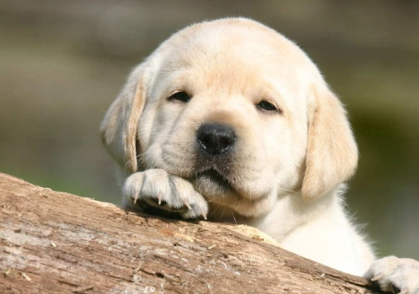 puppy dream interpretation puppy dream interpretation