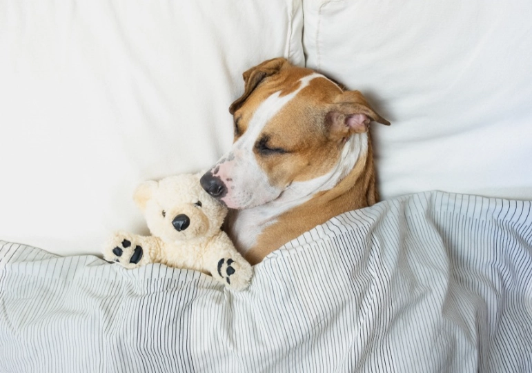 dog dreams spiritual meaning dog dreams spiritual meaning