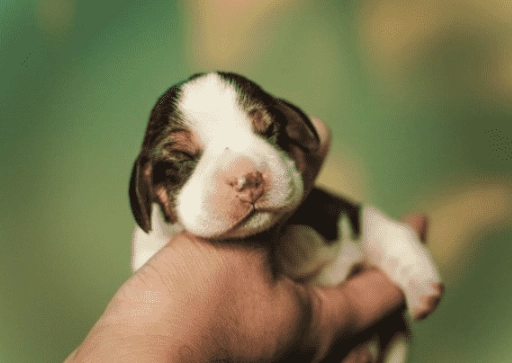 dreaming of a puppy dreaming of a puppy