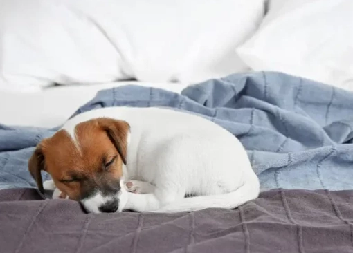 dream about dogs meaning dream about dogs meaning