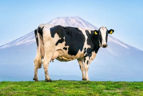 cow dream interpretation