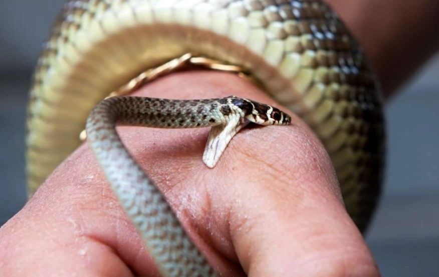 snake bite dream meaning snake bite dream meaning