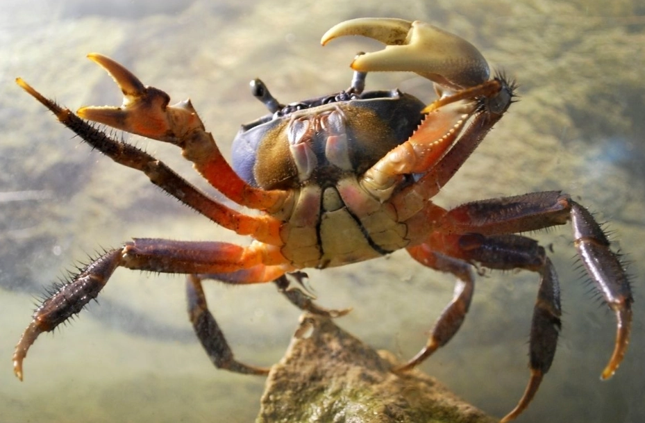 symbolism of crabs in dreams