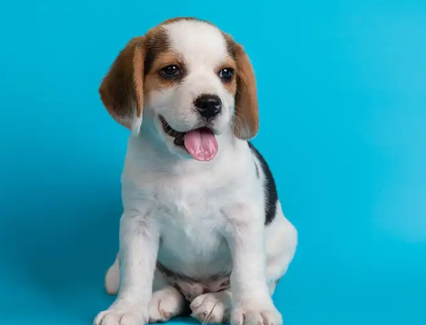 dreaming of a puppy dreaming of a puppy