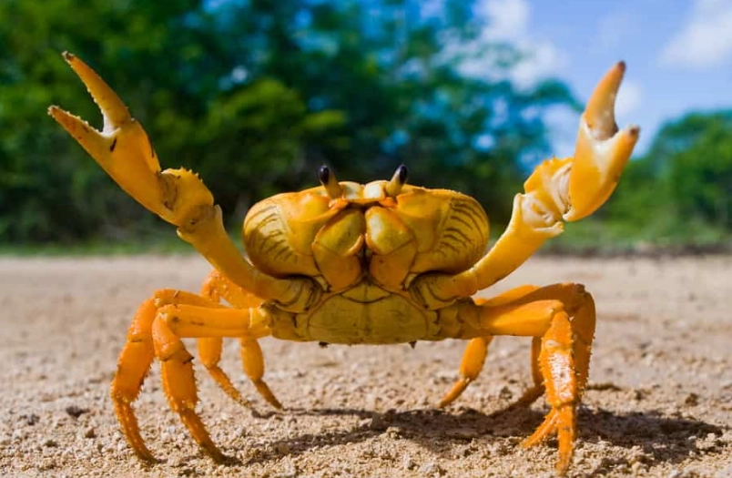 dream interpretation