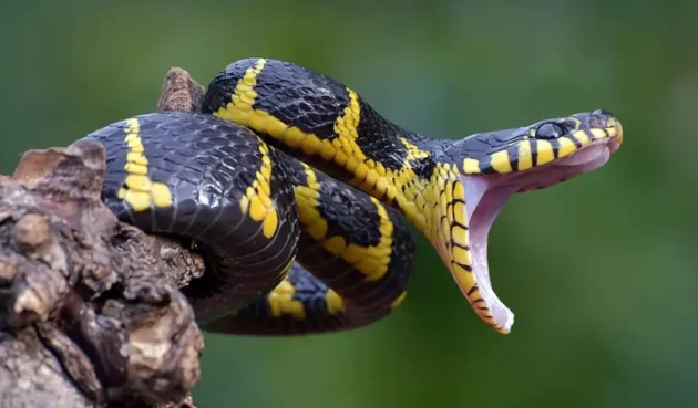 snake bite in dream spiritual meaning snake bite in dream spiritual meaning