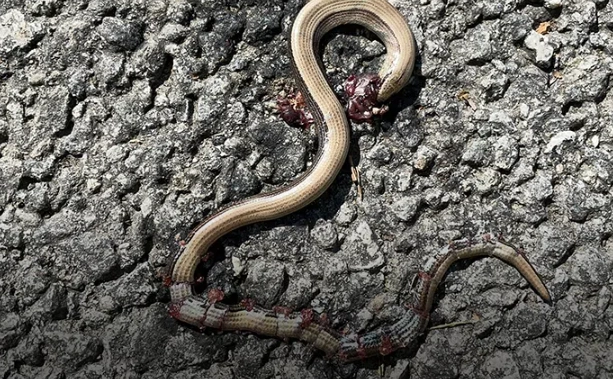 dream about killing a snake