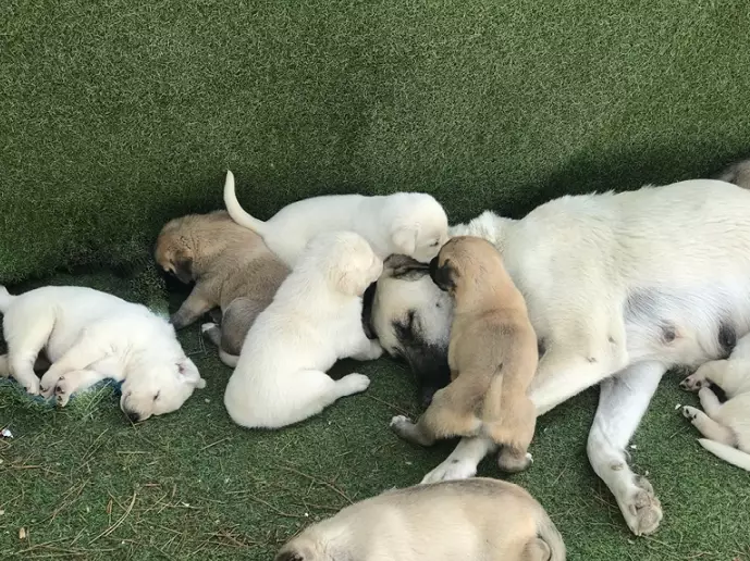 puppy dream interpretation puppy dream interpretation