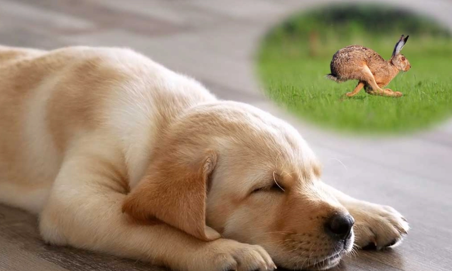 dreaming of a puppy dreaming of a puppy