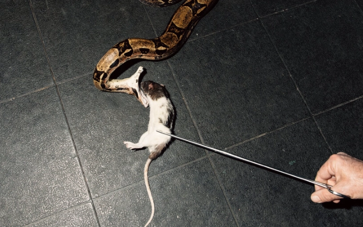 snake killing dream meaning snake killing dream meaning