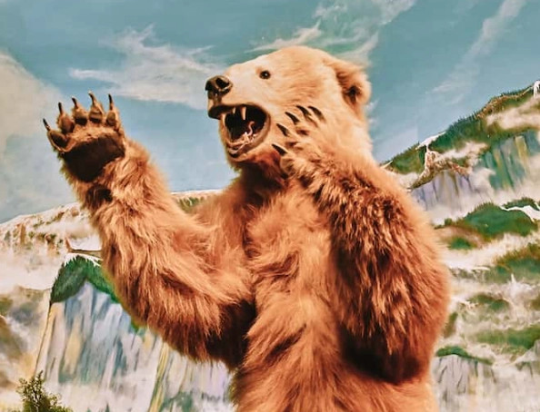 what does it mean to dream about bears