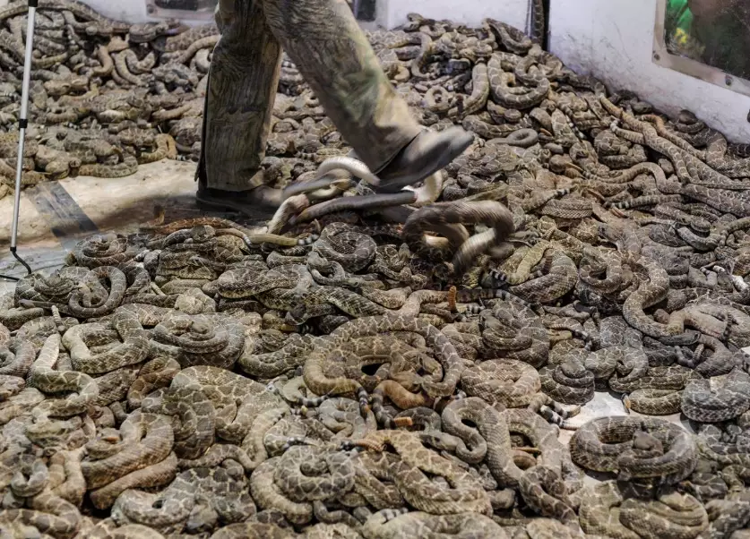 interpretation of killing a snake in dream interpretation of killing a snake in dream