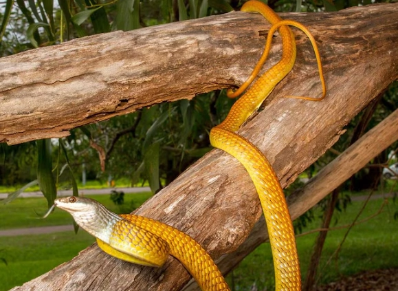 dream interpretation snake killed dream interpretation snake killed