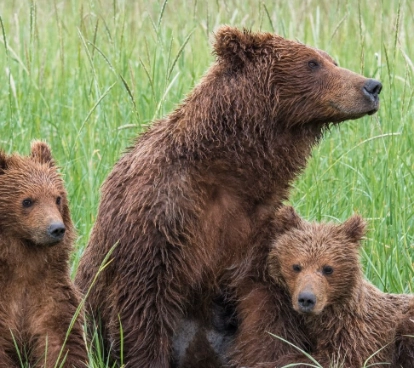 bear dream interpretation