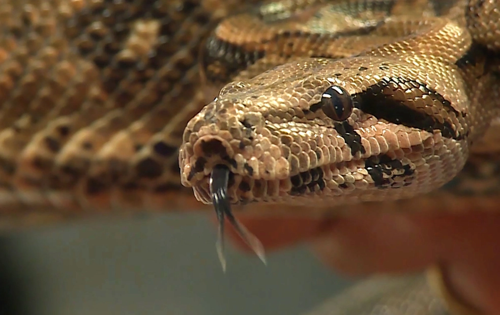 dreams about snakes and death dreams about snakes and death