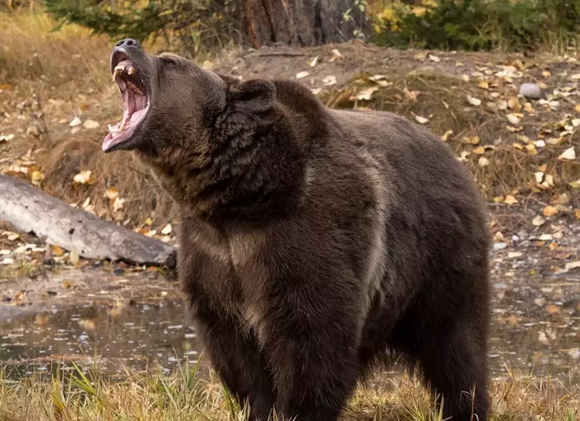 bear dream interpretation bear dream interpretation