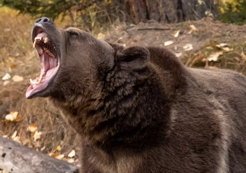 bear dream interpretation bear dream interpretation