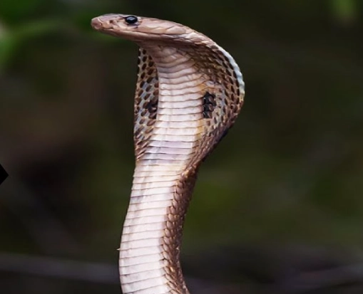 what does it mean to kill a snake in a dream