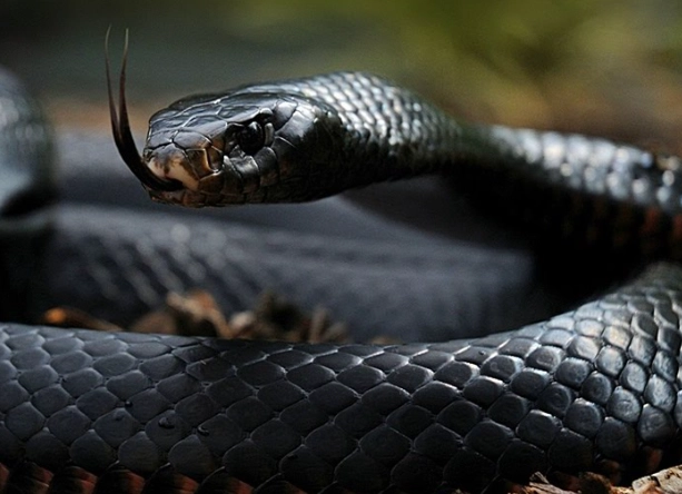 dream interpretation killing snake