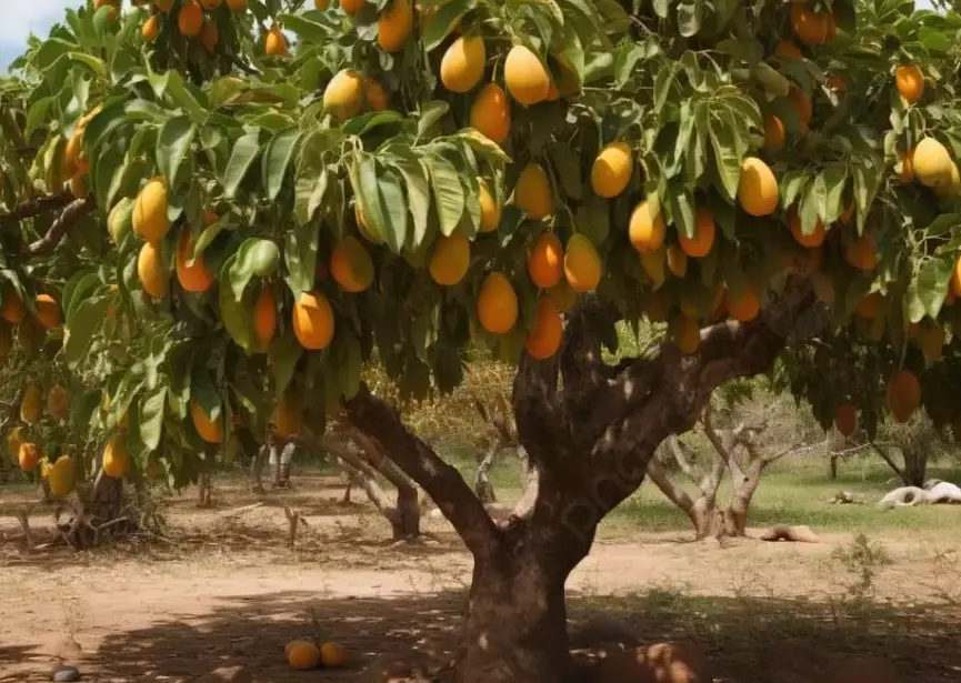 mango in a dream meaning