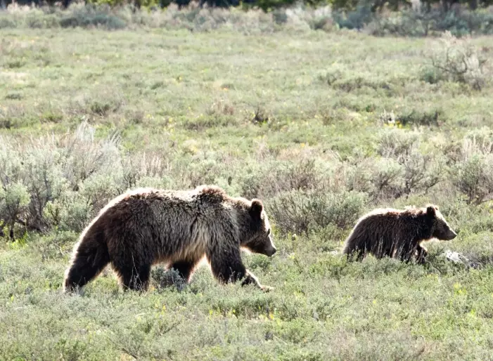 bear attacking in dream meaning bear attacking in dream meaning