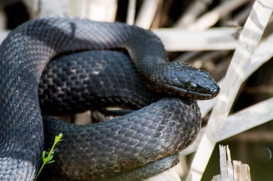 black snake dream meaning black snake dream meaning