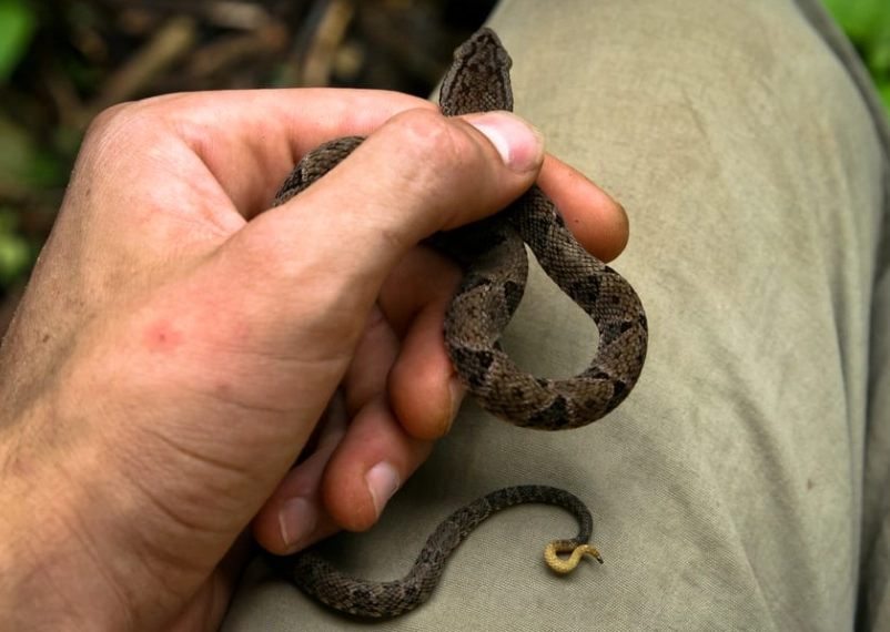 dream interpretation killing snake