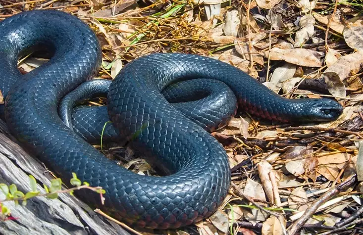 dreaming of a black snake dreaming of a black snake