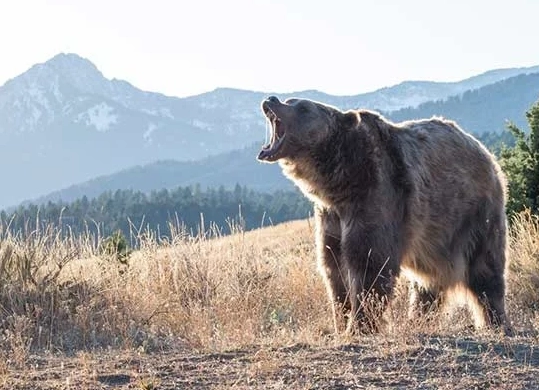bear attacking in dream meaning bear attacking in dream meaning