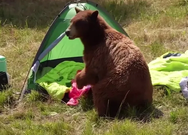 nightmare about bear attack nightmare about bear attack